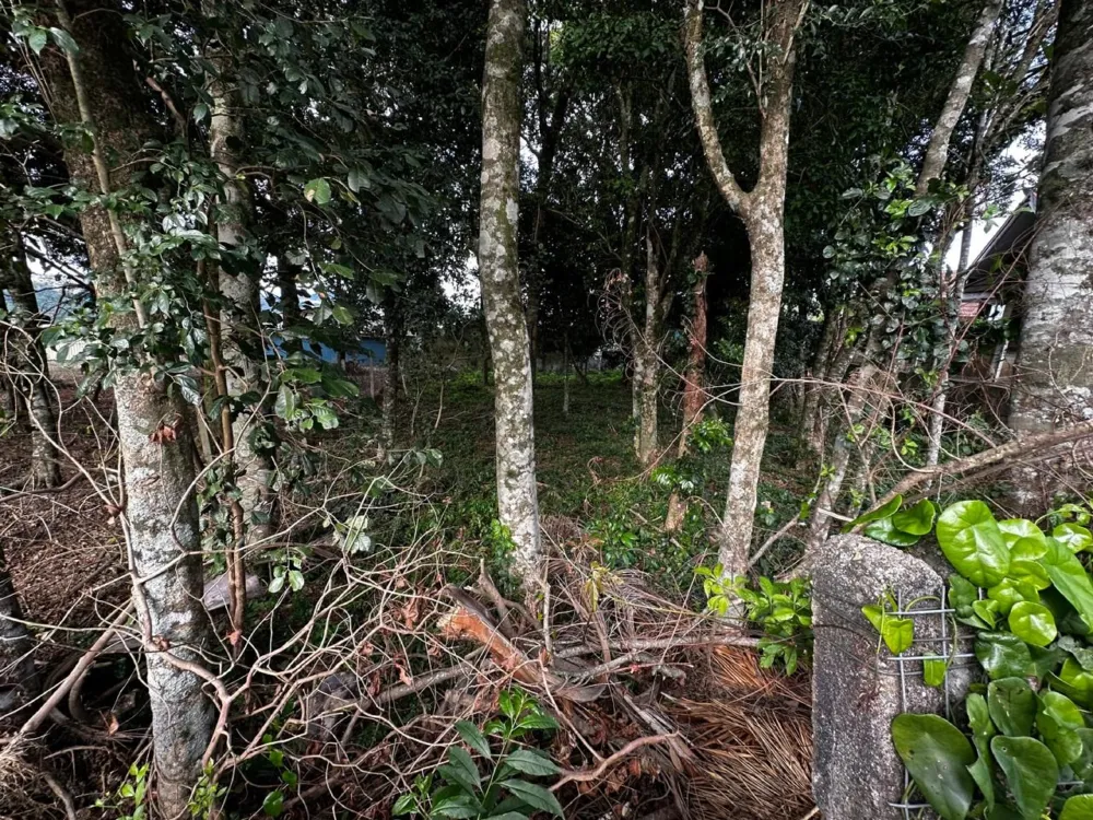 Terreno Padrão para venda no bairro Belvedere em Gramado