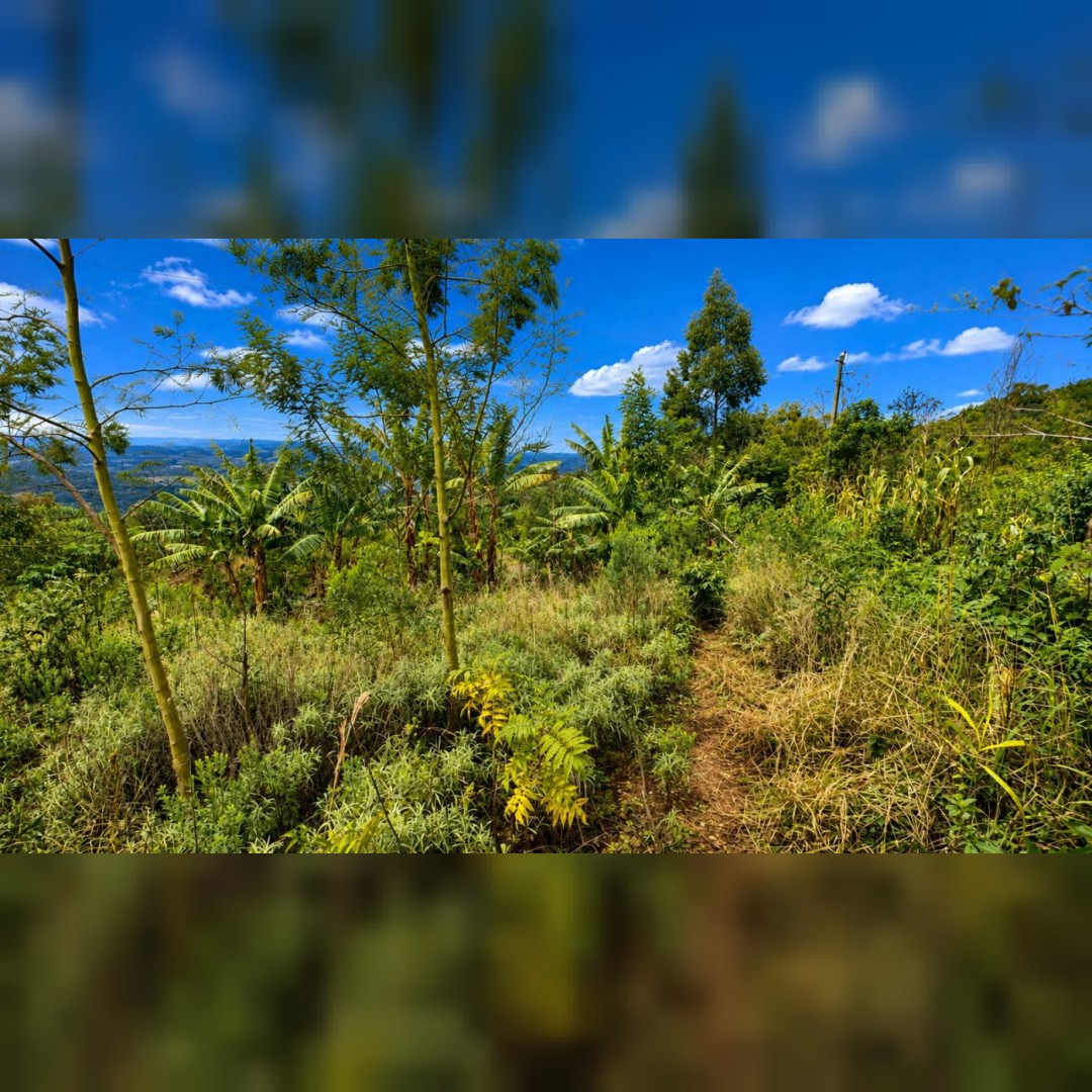Chácara de 5.000m² em Nova Hartz – Linda Vista Panorâmica