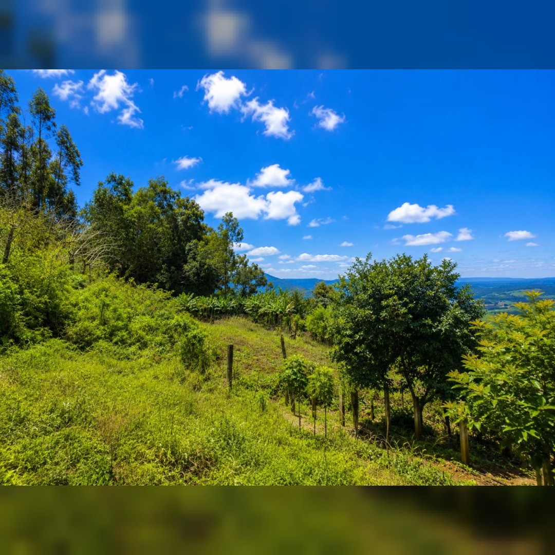 Chácara de 5.000m² em Nova Hartz – Linda Vista Panorâmica