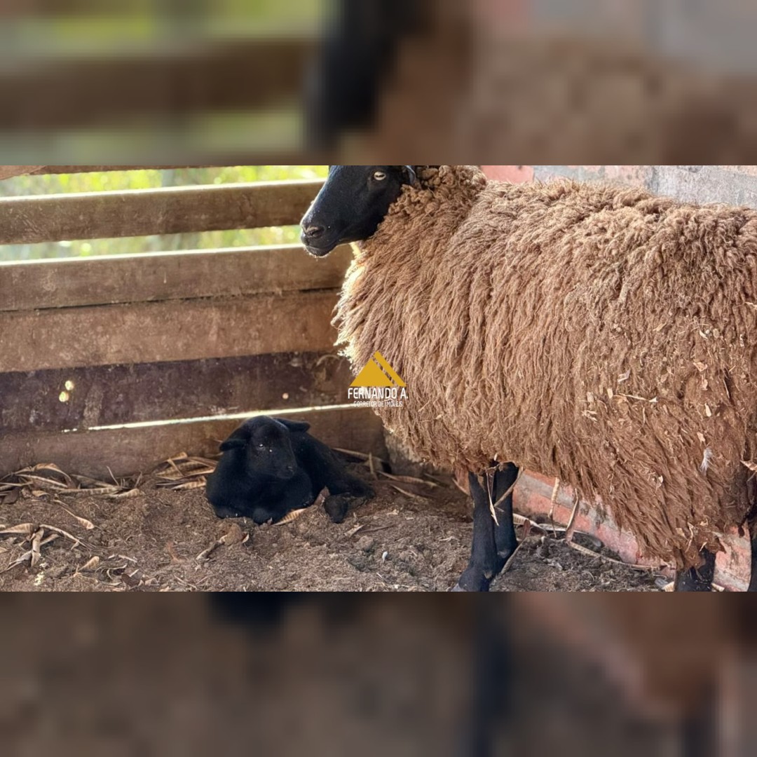 Sítio / Chácara 4 quartos para Venda no bairro Zona Rural em Ivoti