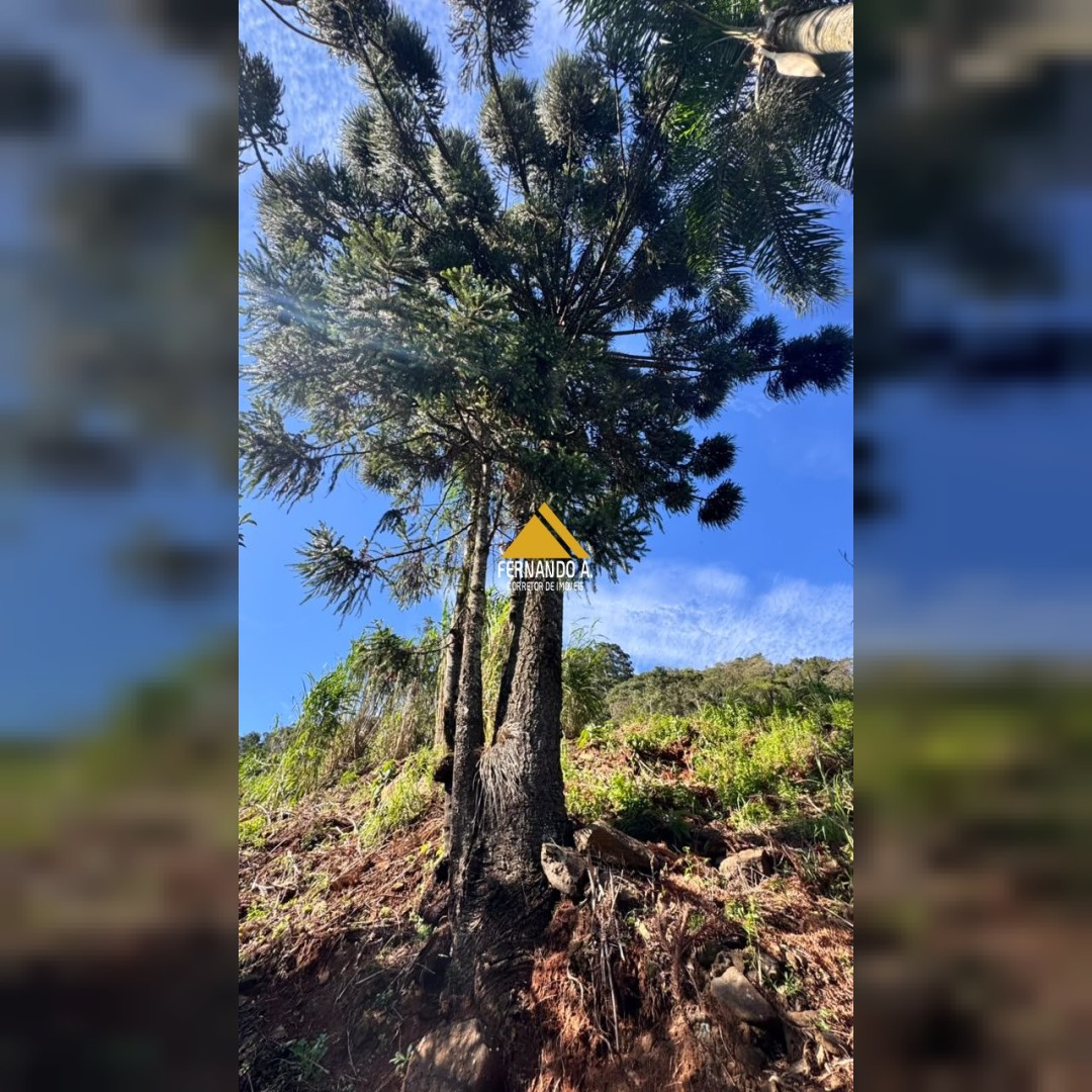 SÍTIO 7,5 HECTARES À VENDA EM MORRO REUTER/RS – CASA, GALPÃO E VISTA PANORÂMICA