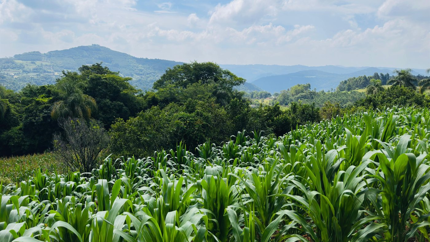 Sítio / Chácara para Venda no bairro Linha Quatro Cantos em Morro Reuter