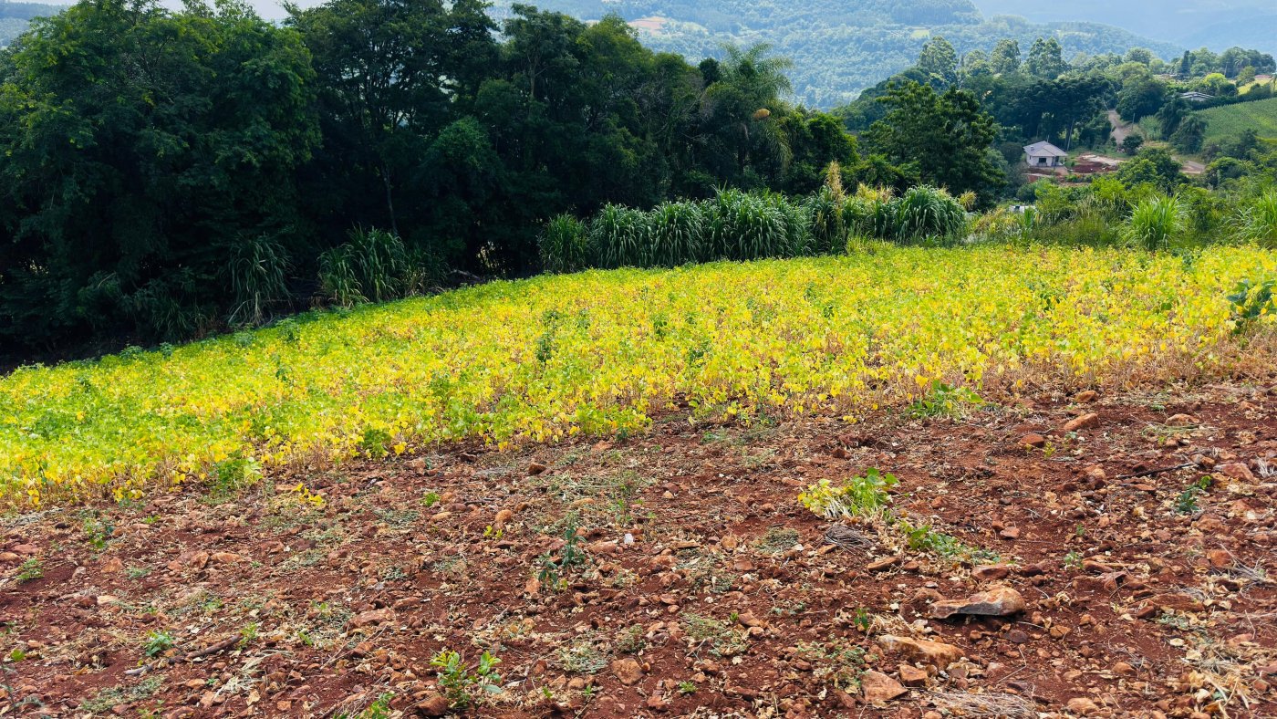 Sítio / Chácara para Venda no bairro Linha Quatro Cantos em Morro Reuter