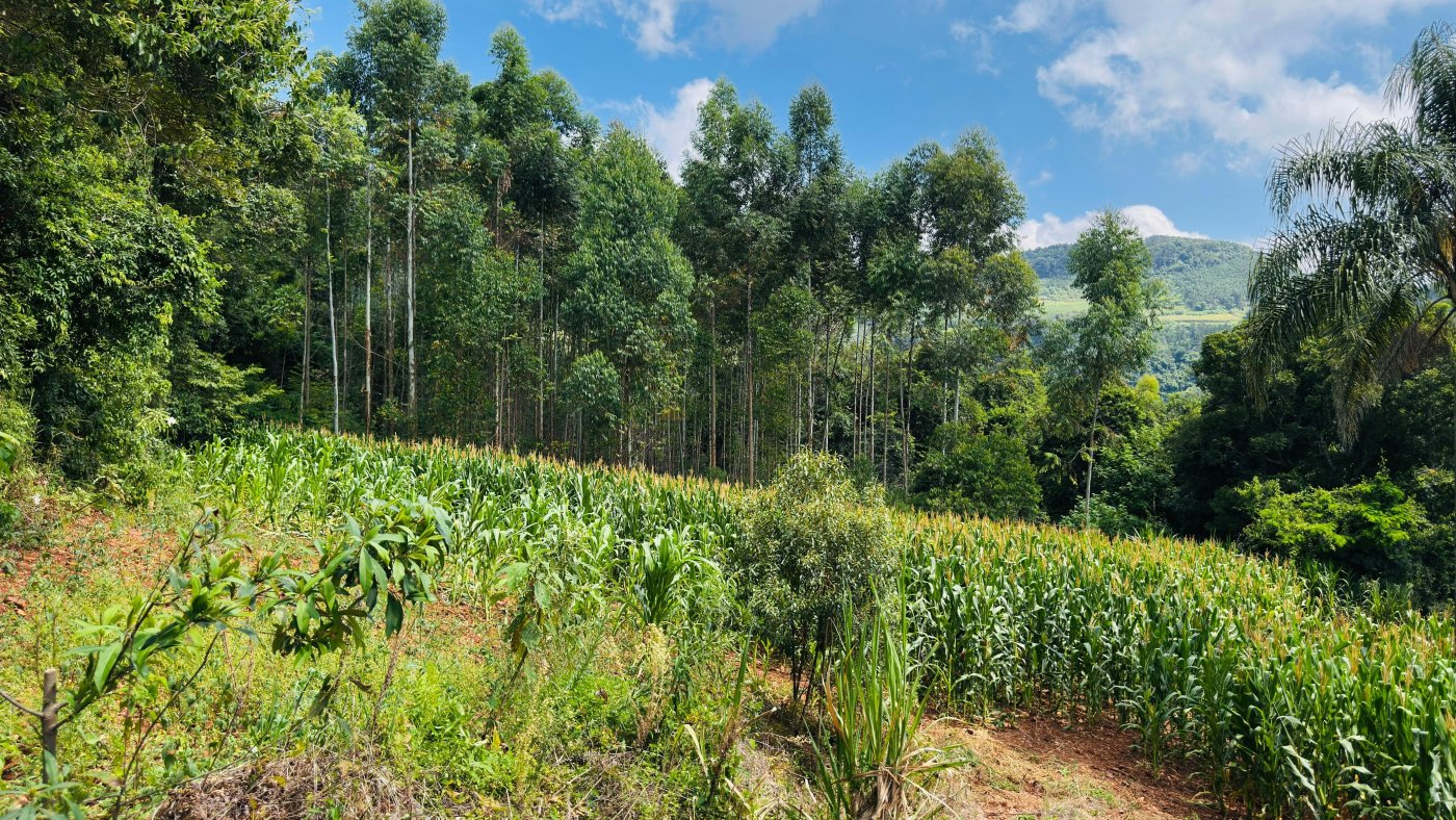 Sítio / Chácara para Venda no bairro Linha Quatro Cantos em Morro Reuter