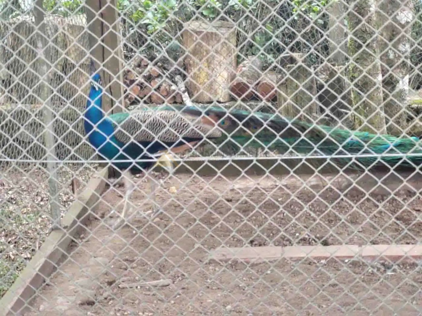 Sítio / Chácara 4 quartos para Venda no bairro Serra Grande em Três Coroas