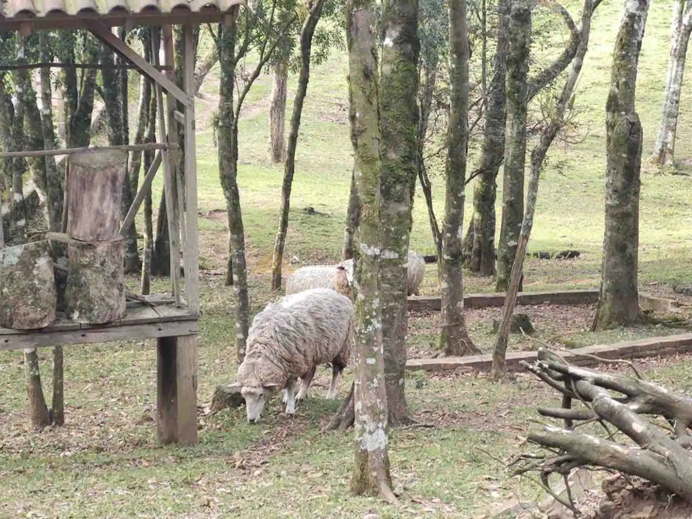 Sítio / Chácara 4 quartos para Venda no bairro Serra Grande em Três Coroas