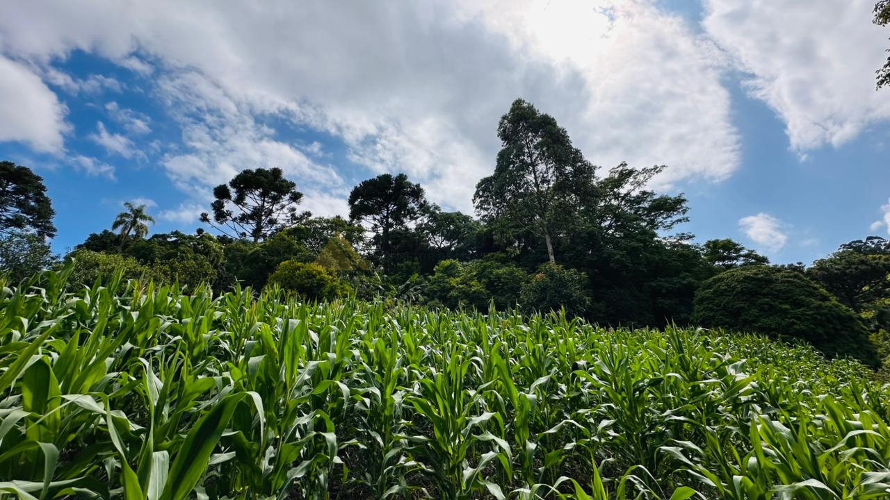 Sítio / Chácara 1 quarto para Venda no bairro Serra Grande em Três Coroas