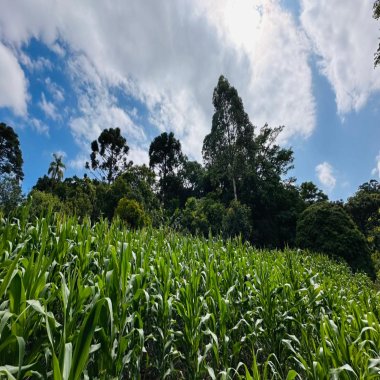 Sítio / Chácara 1 quarto para Venda no bairro Serra Grande em Três Coroas
