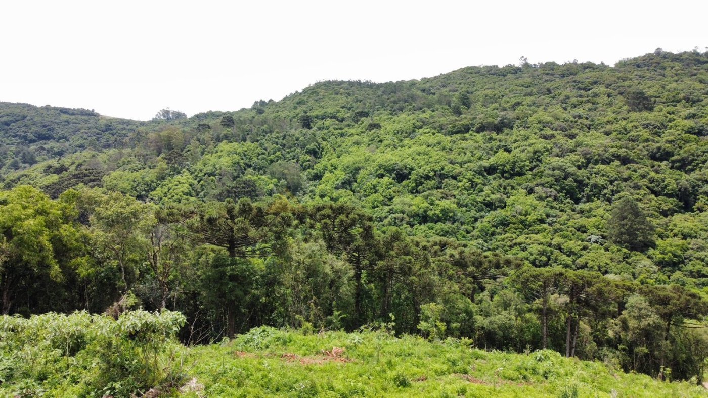 Sítio / Chácara para Venda no bairro Serra Grande em Igrejinha
