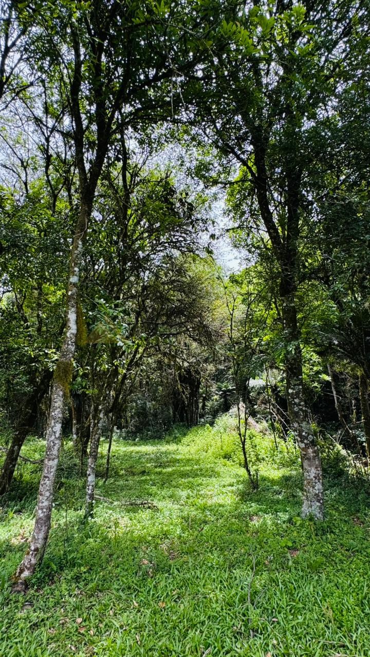 Sítio / Chácara para Venda no bairro Serra Grande em Igrejinha