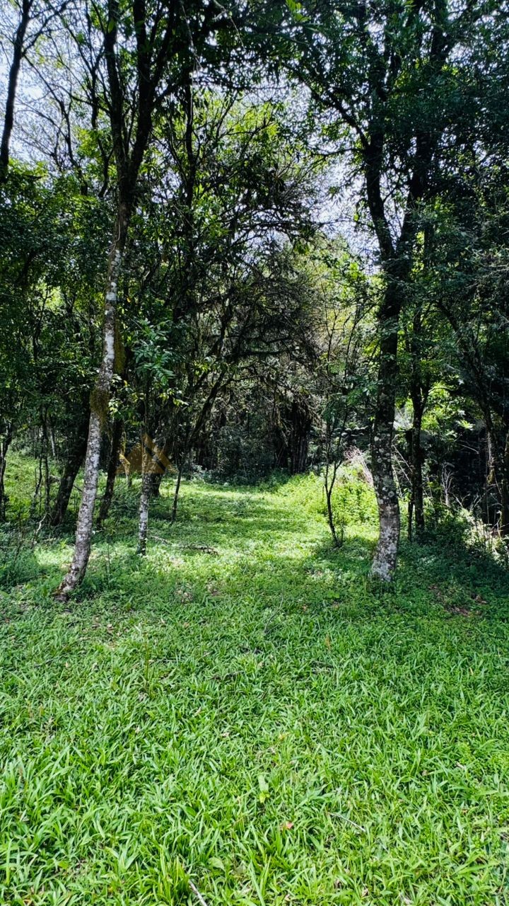 Sítio / Chácara para Venda no bairro Serra Grande em Igrejinha
