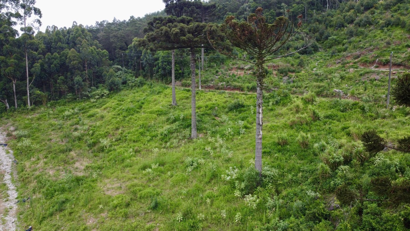 Sítio / Chácara para Venda no bairro Padre Eterno Ilges em Santa Maria do Herval