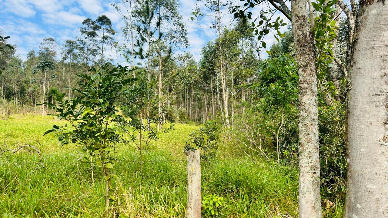Sítio / Chácara para Venda no bairro Zona Rural em Araricá