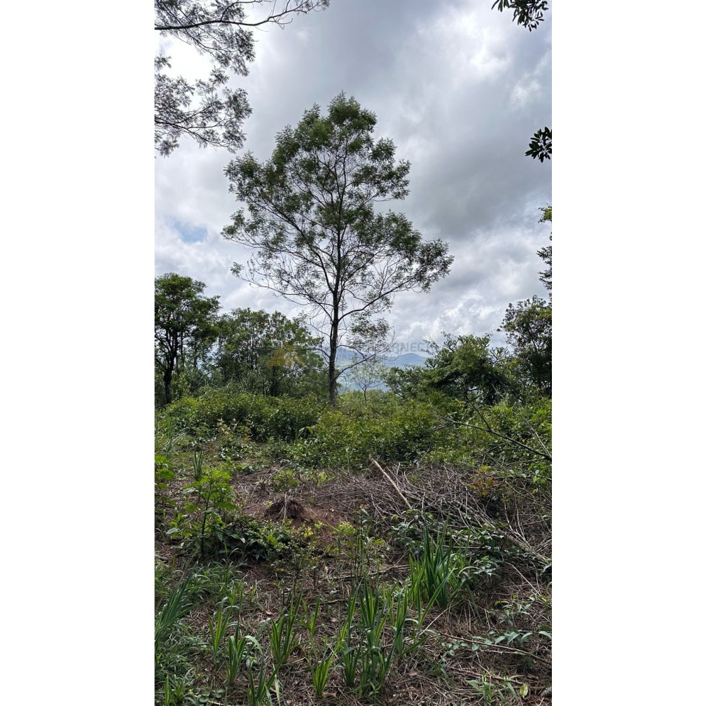 Terreno para Venda no bairro Mato Comprido em Morro Reuter