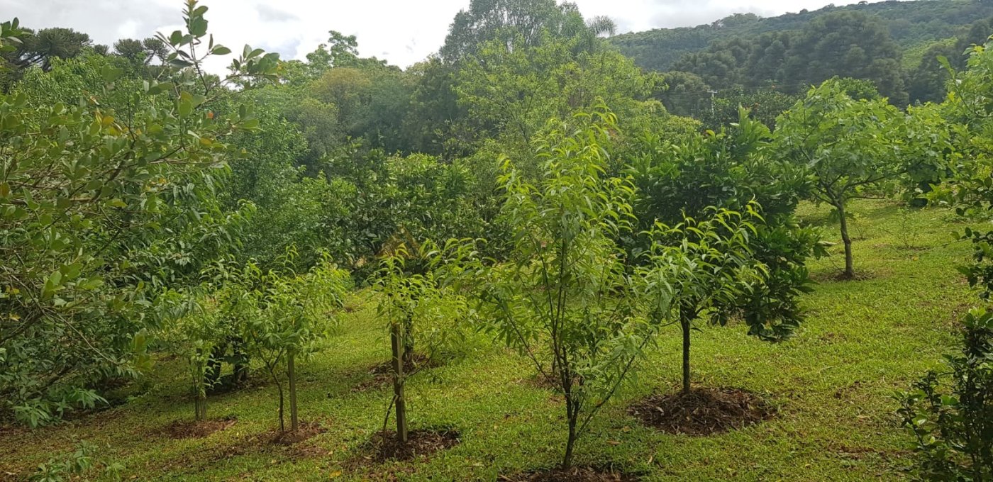 Casa 4 quartos para Venda no bairro Linha Imperial em Nova Petrópolis