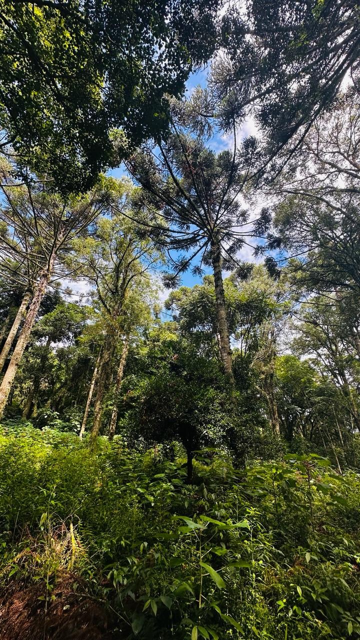 Terreno para Venda no bairro Linha Imperial em Nova Petrópolis