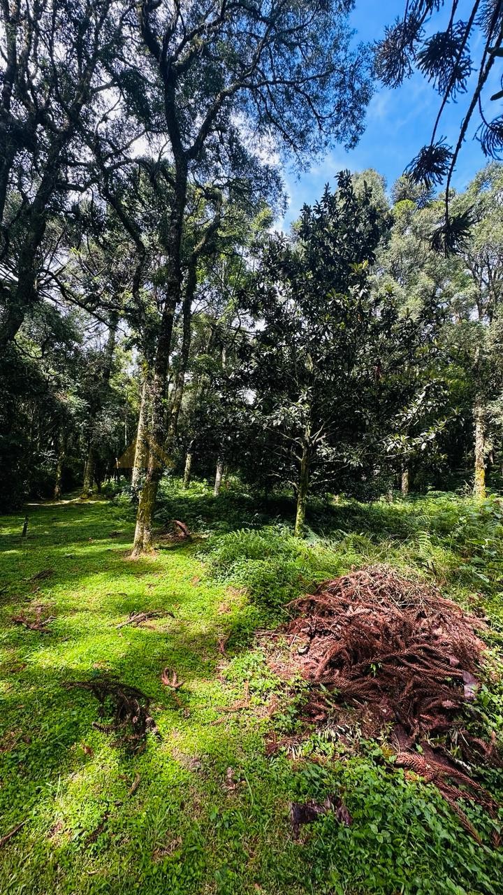 Terreno para Venda no bairro Linha Imperial em Nova Petrópolis