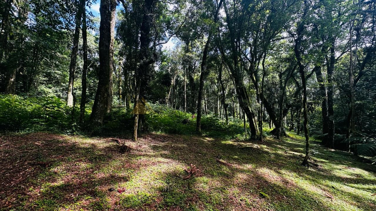 Terreno para Venda no bairro Linha Imperial em Nova Petrópolis