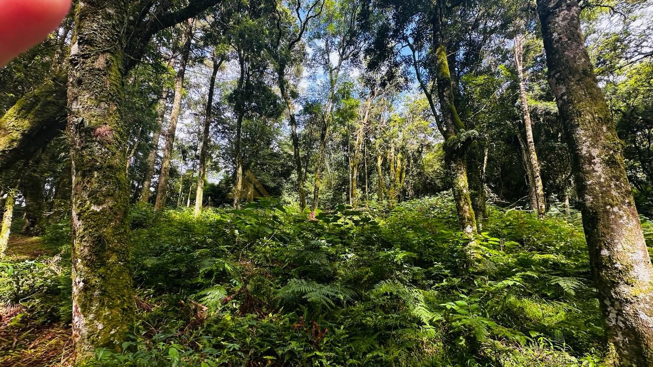 Terreno para Venda no bairro Linha Imperial em Nova Petrópolis
