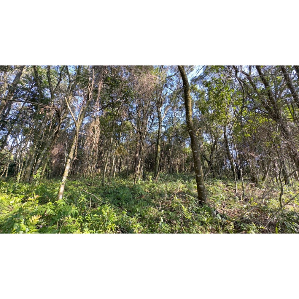 Sítio / Chácara para Venda no bairro Treze Colônias em Nova Petrópolis