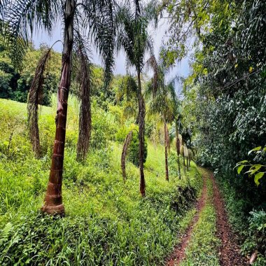 Sítio / Chácara para Venda no bairro Serra Grande em Igrejinha